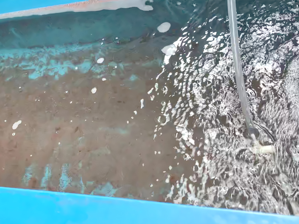 贵州三穗- 淡水鱼类 - 淡水