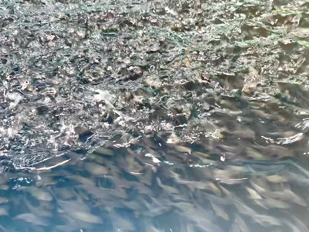 贵州三穗- 淡水鱼类 - 淡水